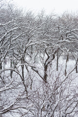 There are many snow-covered trees in the park
