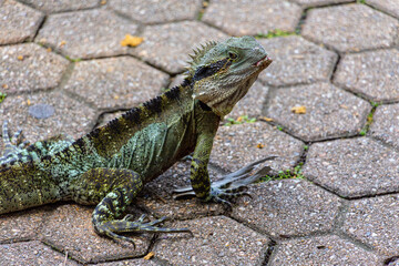 Australian water dragon in Brisbane, Australia