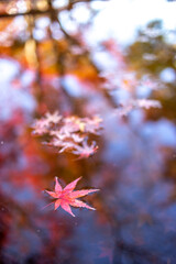 水面と落ち葉　秋のイメージ