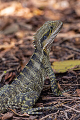 Australian water dragon in Brisbane, Australia