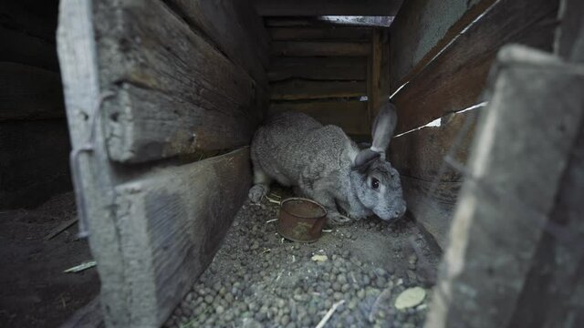 Gray adult rabbit in a narrow cage. A long-eared animal in a cramped wooden box. Rabbit on the farm. Contact zoo. Animal therapy. A farm for breeding rabbits. Life in captivity.
