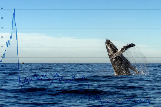 Breaching whale with stock market money cripto value bitcoin diagram flow chart