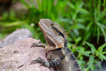 Australian water dragon in Brisbane, Australia