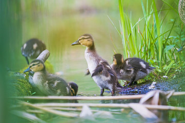 cute ducklings among the spring flood of the river