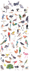 Fototapeta na wymiar Watercolor birds set. Hand drawn hand painted birds of the world. Birds isolated on white. Parrot, toucan, peacock, emu, ibis, penguin, owl, chicken, robin, rooster, seagull, flamingo, stork, goose.