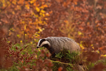 Cute badger in the wild nature 