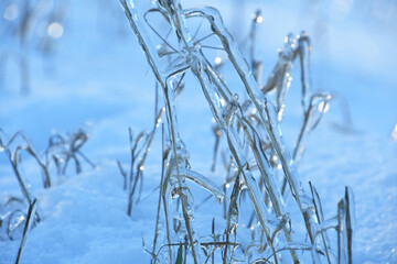 mit dicker Eisschicht überfrorene Gräser und Pflanzen im Winter