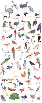 Watercolor birds set. Hand drawn hand painted birds of the world. Birds isolated on white. Parrot, toucan, peacock, emu, ibis, penguin, owl, chicken, robin, rooster, seagull, flamingo, stork, goose.