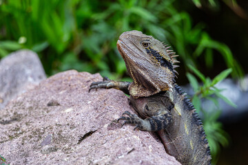 Australian water dragon in Brisbane, Australia