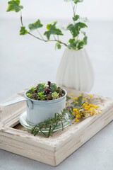 多肉植物と額縁