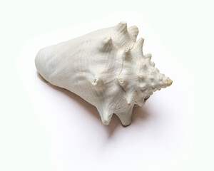 sea shell isolated on white