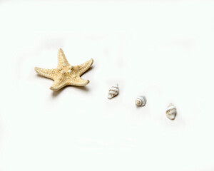 Fototapeta na wymiar sea shells and starfish