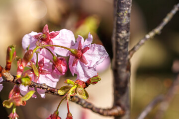 桜の花　春のイメージ
