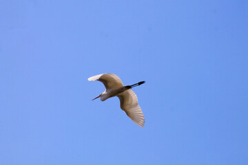 Fischreiher am Himmel