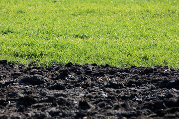 Freshly plowed field with dark wet soil next to densely growing uncut green grass on cold sunny...