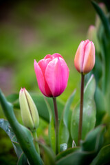 チューリップの花　春のイメージ