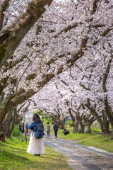 桜のアーチ　春の花見イメージ