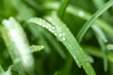 緑と水　環境とエコのイメージ