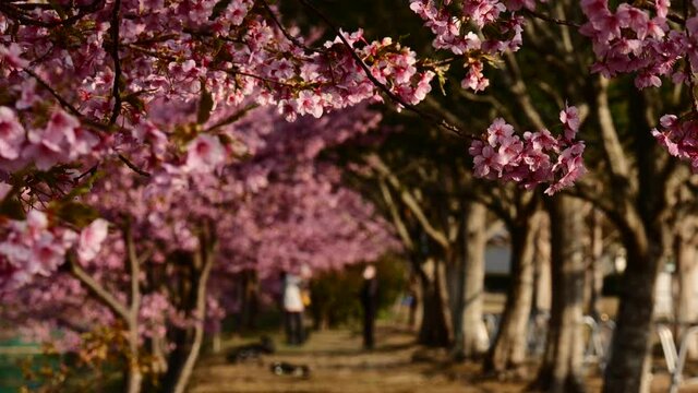 河津桜の並木道で花見を楽しむシニア夫婦（人物はボケ表現）