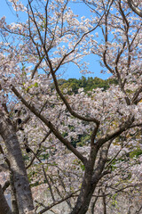 Fototapeta premium 桜の花 春のイメージ