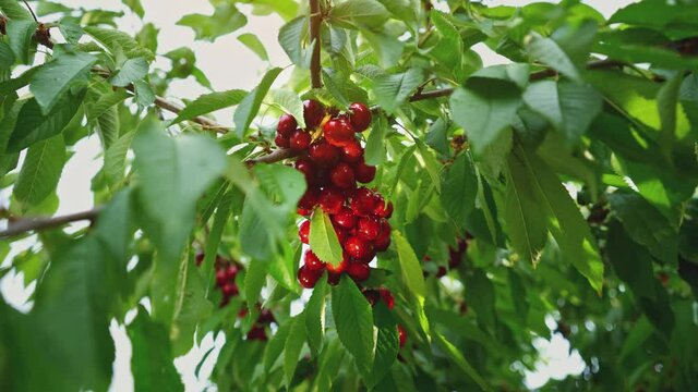 The tree is covered with cherries. Harvest time. An abundance of ripe fruits. Orchard on a sunny day. A ray of sun through the branches of the cherry. Horticulture. Organic fresh fruits in the garden