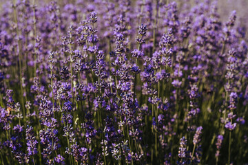 Fototapeta premium Blooming lavender field. A juicy purple, lavender, flower growing in a field under the sun. Lavender for decoration, for decoration. Lavender for the pastry chef. Summer flower