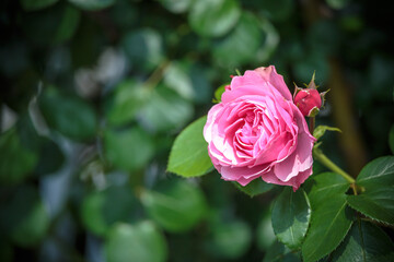 バラの花　屋外撮影