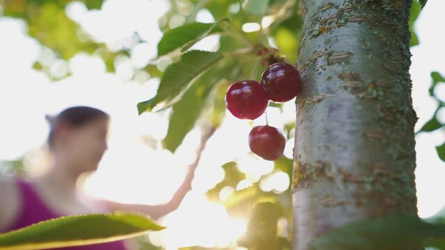 A young farmer picks cherries on a sunny day. Rich cherry harvest. Cherry branches are bursting with the amount of berries. Organic farming. Agriculture. Gardening.