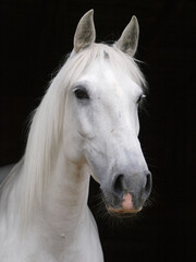 Grey Horse Headshot