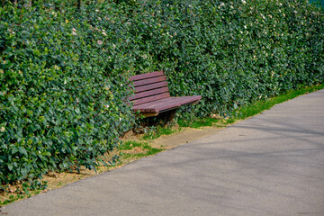 Wooden bench embedded inside the green plants and ivy near the pathway made of asphalt