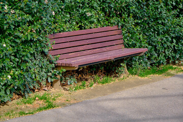 Wooden bench embedded inside the green plants and ivy near the pathway made of asphalt