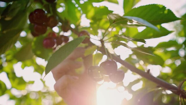 Picking cherries. A woman's hand picks off a cherry harvest. Ripe fresh cherries in sunlight. Farmer. Ripe cherries hanging on a cherry tree branch.  The great harvest of mellow cherries. Organic farm