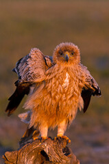 One year old female Spanish Imperial Eagle at first light of day