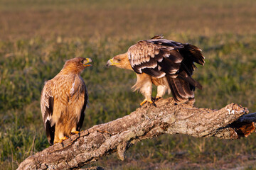 One year old male and female Spanish Imperial Eagle in early morning light