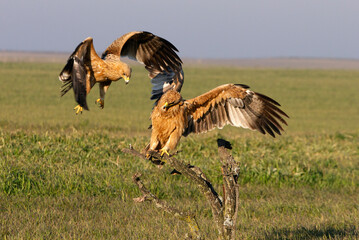 One year old male and female Spanish Imperial Eagle in early morning light