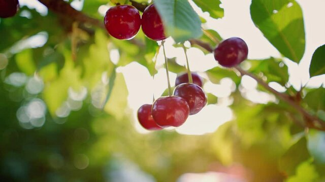 Sunbeams through cherry leaves. The great harvest of mellow cherries. Horticulture. Ripe cherries hanging on a cherry tree branch. Picking cherries. Organic fresh fruits in the garden