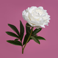 White delicate peony flower isolated on pink background.