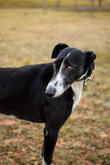 Black and white portrait of a dog