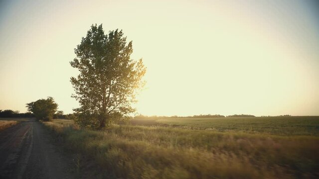 Evening sun over the fields. Dirt road at sunrise. The camera moves along a country road between fields. Sunbeams shining through green tree branches. Rural landscape in the early morning.