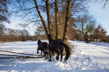 Zwei Friesen Pferde rennen auf das verschneiten Feld und toben vor Freude