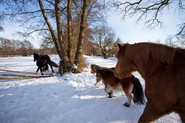 Zwei Friesen Pferde laufen mit drei  Pony's aus das verschneite Feld 