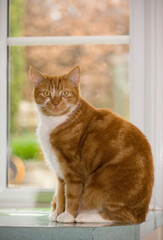 Domestic ginger cat