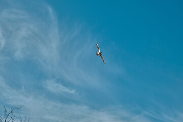 A single birds and seagull is freely flying on bird and open sky