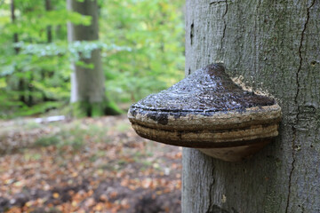 Baumpilz im Wald an einem Herbsttag