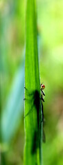 Libelle versteckt
