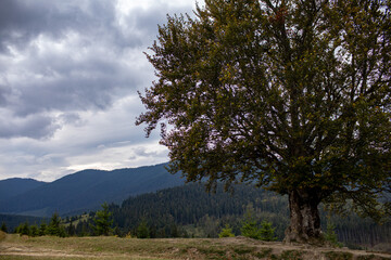Obraz premium Magnificent view the coniferous forest on the mighty Carpathians Mountains and beautiful cloudy sky background. Beauty of wild virgin Ukrainian nature, Europe. Popular tourist attraction.