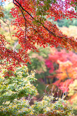 紅葉　秋のイメージ