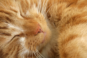 Domestic ginger cat