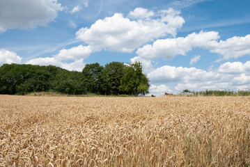 sommerliches Weizenfeld vor strahlend blauem Himmel mit pitoresken Wolkengebilden