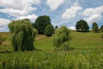 Ansicht von zwei Trauerweiden auf einem bergigen Acker vor blauem und bewölktem Himmel